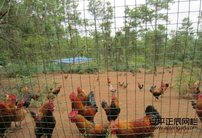 雞鴨圍欄網(wǎng)