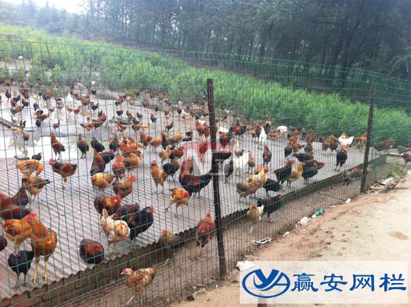 養雞鐵絲網