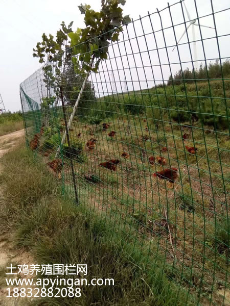 土雞養殖圍欄網