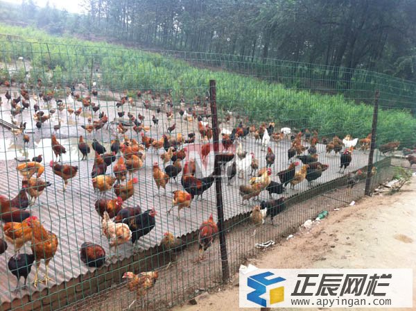 養(yǎng)殖場(chǎng)圍欄網(wǎng)