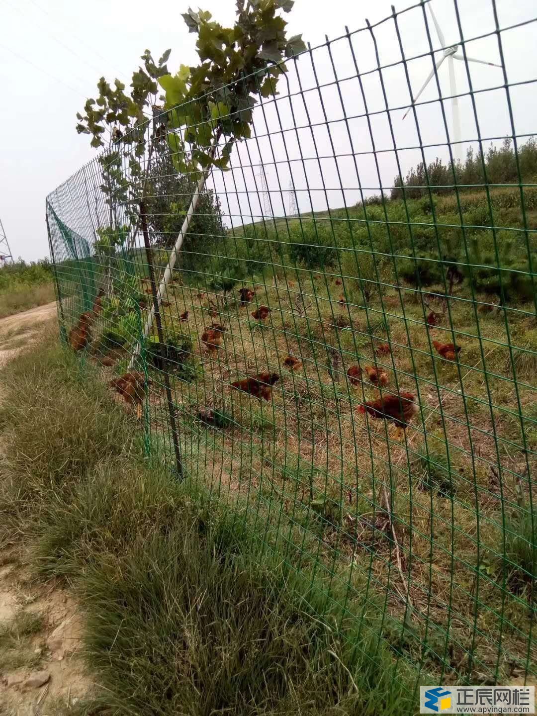 養(yǎng)雞圍欄網(wǎng)