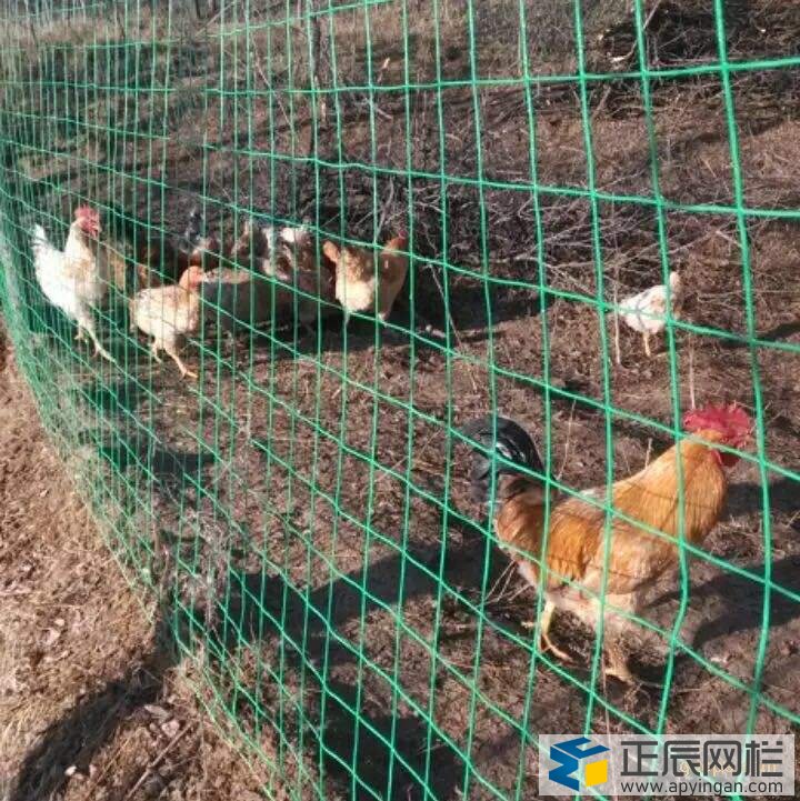養雞鐵絲網圍欄
