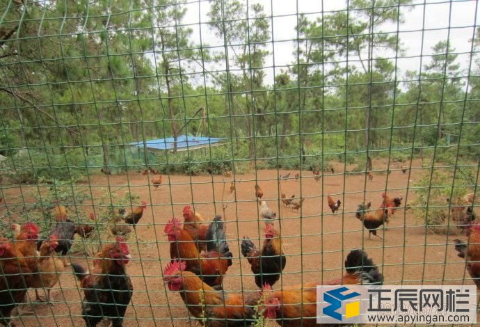 養(yǎng)雞圍欄鐵絲網(wǎng)